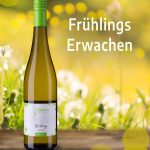 Schleimer Weinpaket Frühlingserwachen